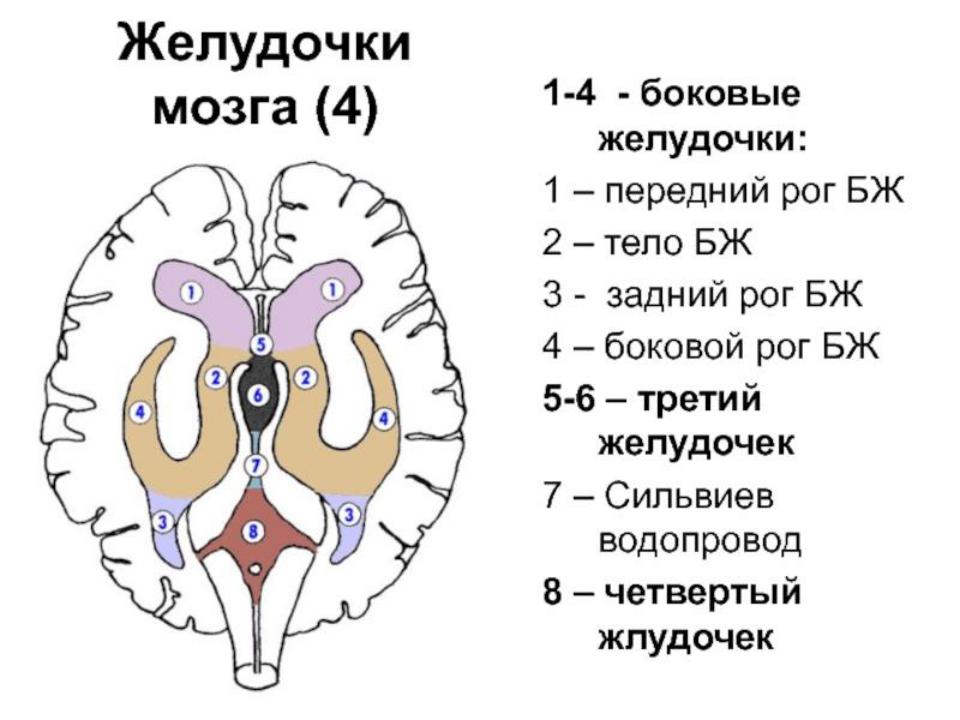 Желудочки среднего мозга. Желудочки головного мозга строение. Строение боковых желудочков головного мозга. Боковые желудочки строение. Конечный мозг желудочки строение.