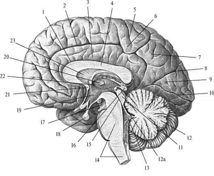 Складчатая поверхность головного мозга. Сагиттальный разрез мозга анатомия. Сагиттальный срез головного мозга анатомия. Отделы головного мозга на сагиттальном срезе. Сагиттальный срез мозга Синельников.