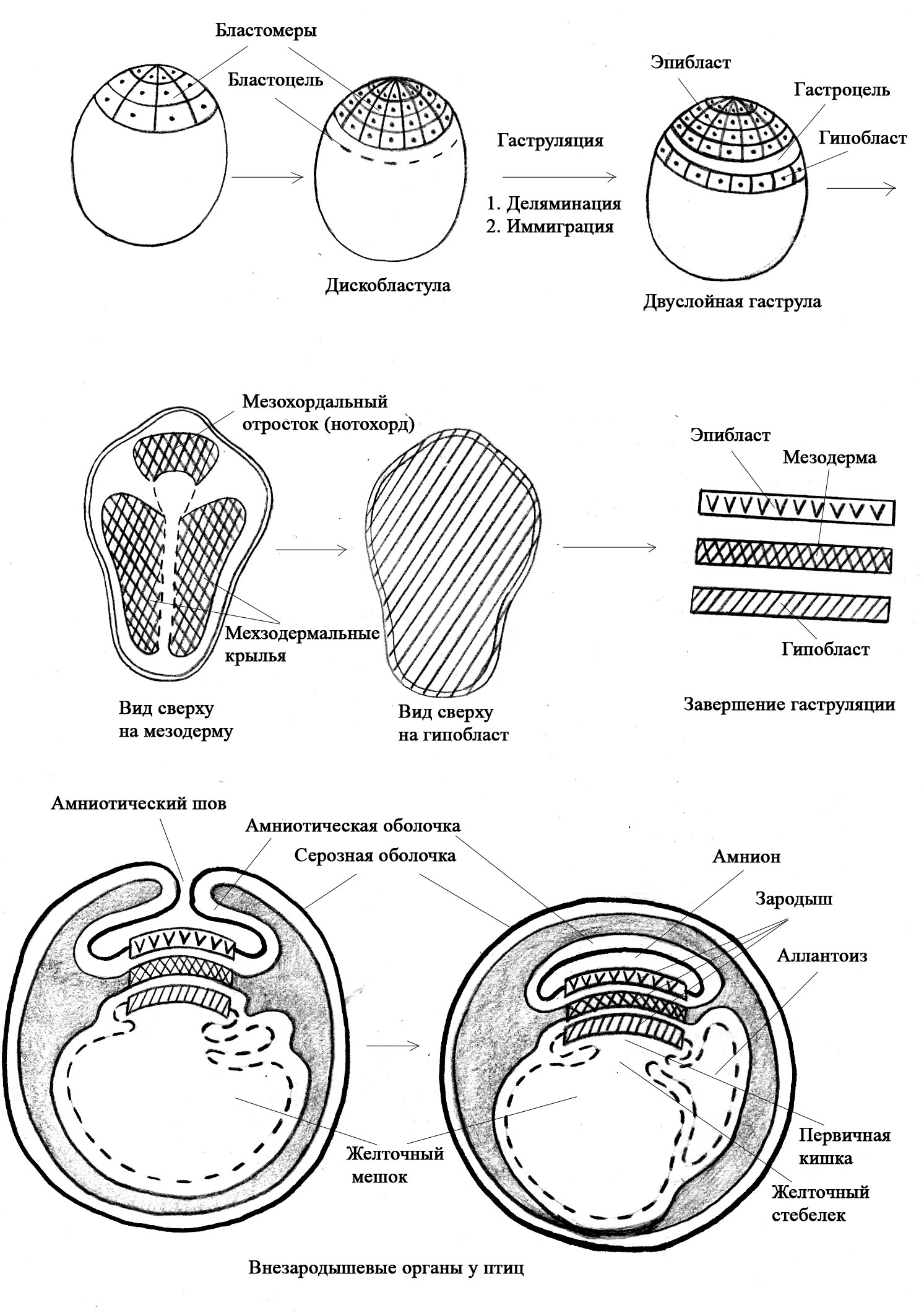 Эмбриональное развитие строение. Тип гаструляции зародыша птиц. Гаструляция первичная полоска гистология. Схема зародыша человека в конце ранней гаструляции 13-е сутки развития. Эмбриология. Эмбриональное развитие птиц..