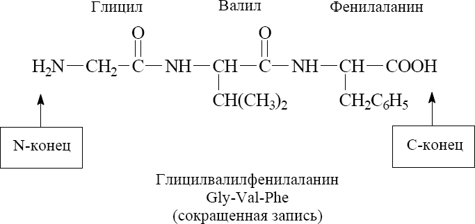 § 8 Образование пептидной связи