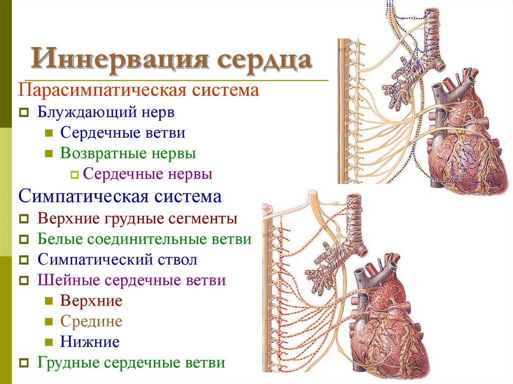 Строения сердца функции расположение границы кровоснабжение иннервация