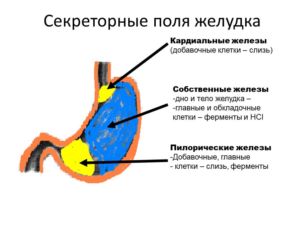 Какие отделы выделяют в желудке. Где расположены железы желудка. Клетки слизистого отдела желудка вырабатывают. Функции желез слизистой желудка. Добавочные клетки слизистой желудка.