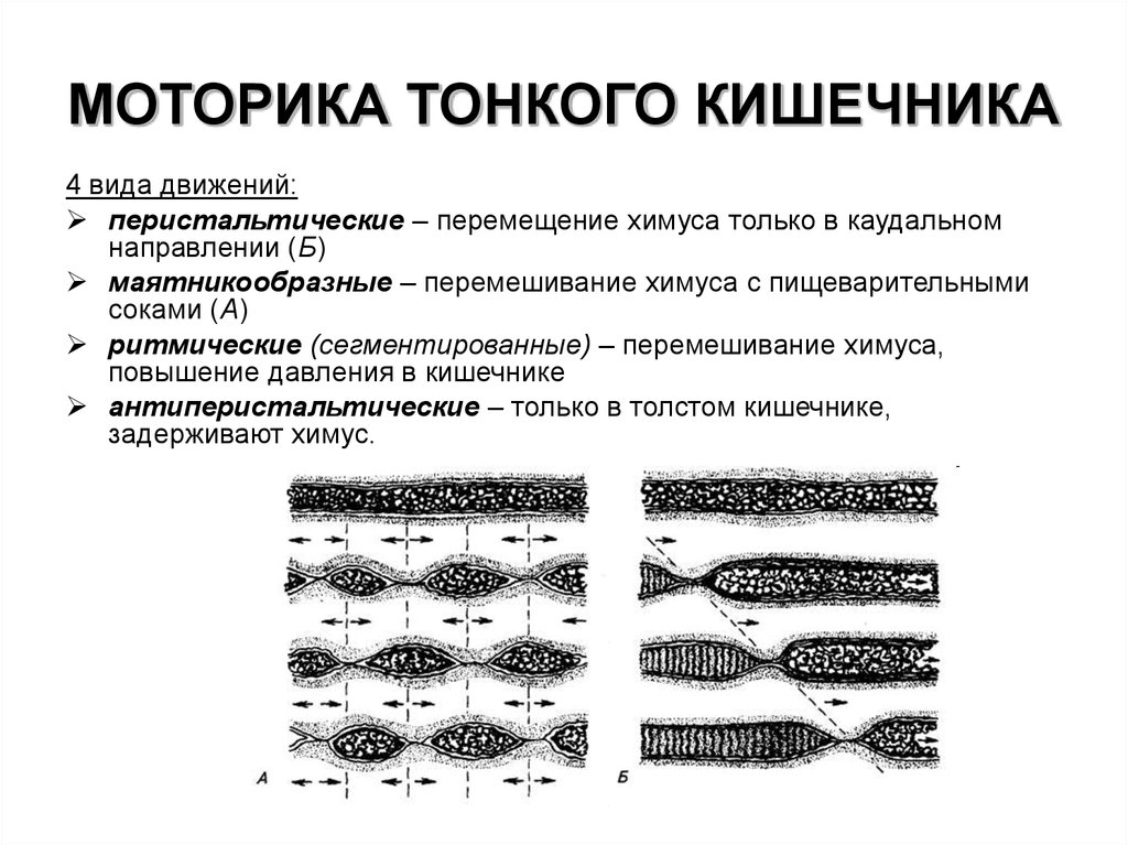 Последовательное сокращение и расслабление кишечной стенки