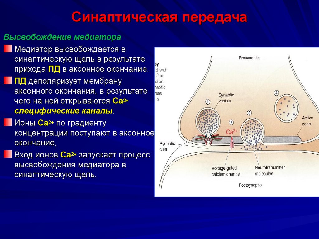 Формирование двух ядер. Синапс механизм синаптической передачи импульса. Механизмы модуляции эффективности синаптической передачи. Механизм межнейронной синаптической передачи. Экзоцитоз нейромедиатора.