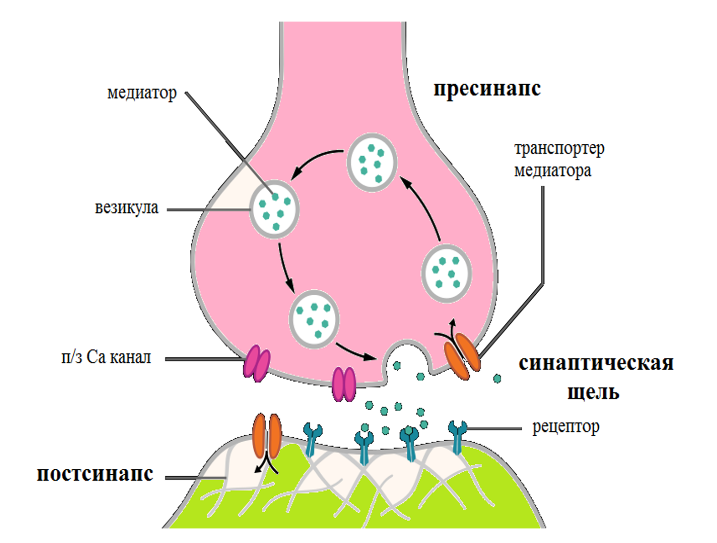 Фармакология синапсов