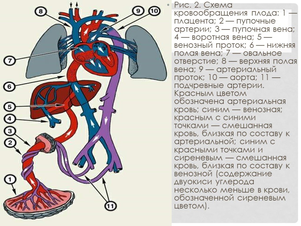 Кровообращение Плода И Новорожденного