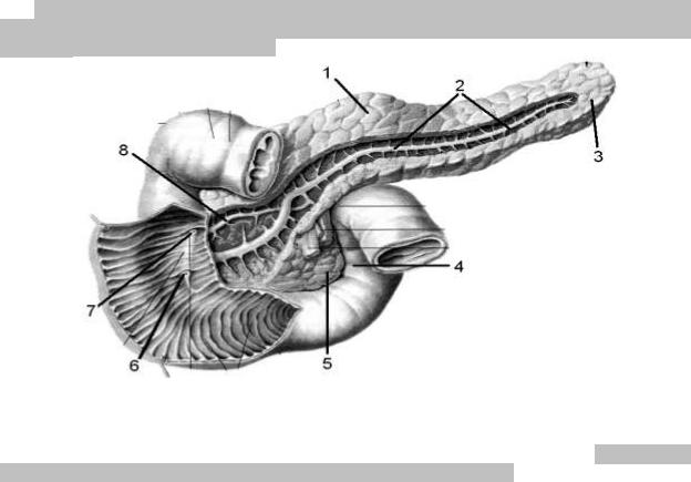 В двенадцатиперстную кишку открываются протоки печени. Выводной проток поджелудочной железы. Протоковая система поджелудочной железы. Поджелудочная железа железа выводной проток. Пузырный проток поджелудочной железы.