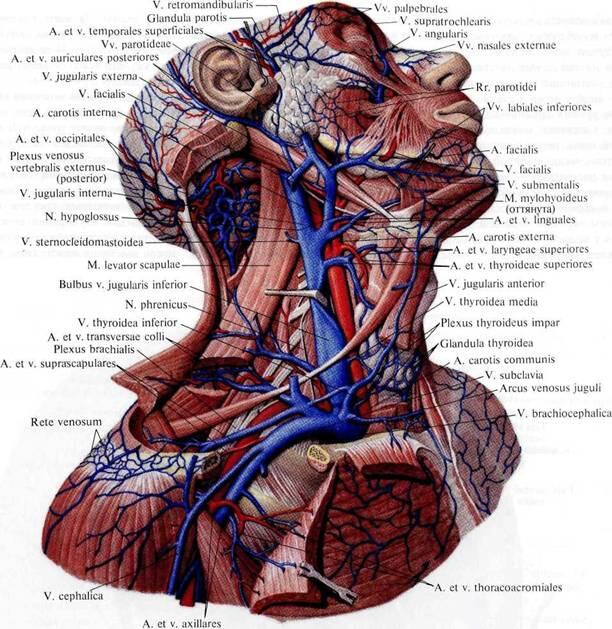 Яремная вена на шее фото