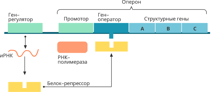 Оператор транскрипция. Структура Гена оперон. Структура Гена прокариот схема. Структура оперона прокариот. Строение оперона эукариот.