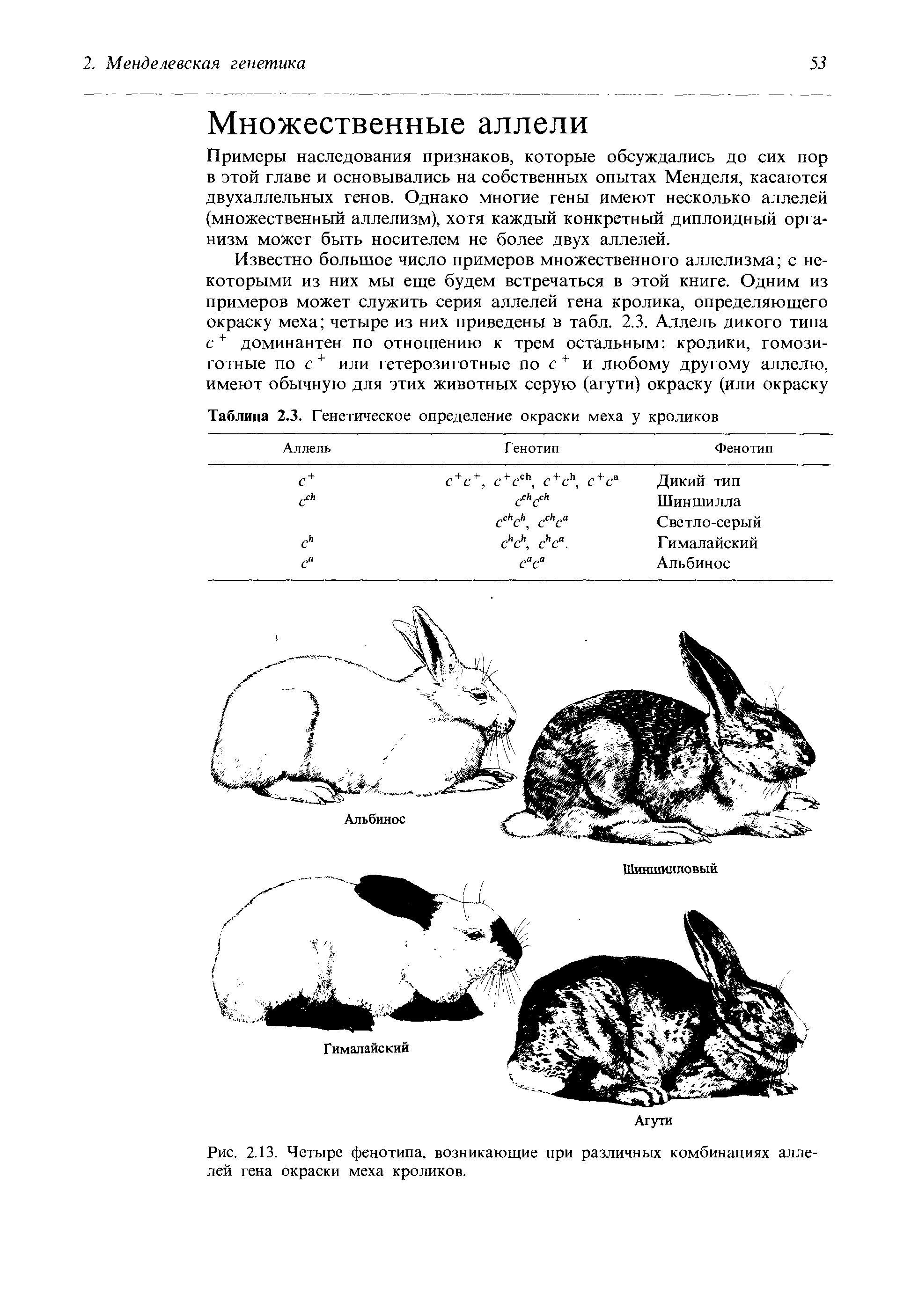 Кролики доминантные признаки