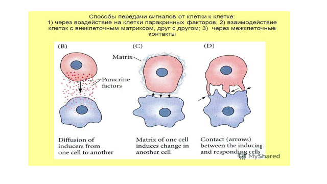 Этапы движения клетки
