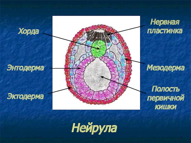 Трехслойный зародыш Трехслойный зародыш