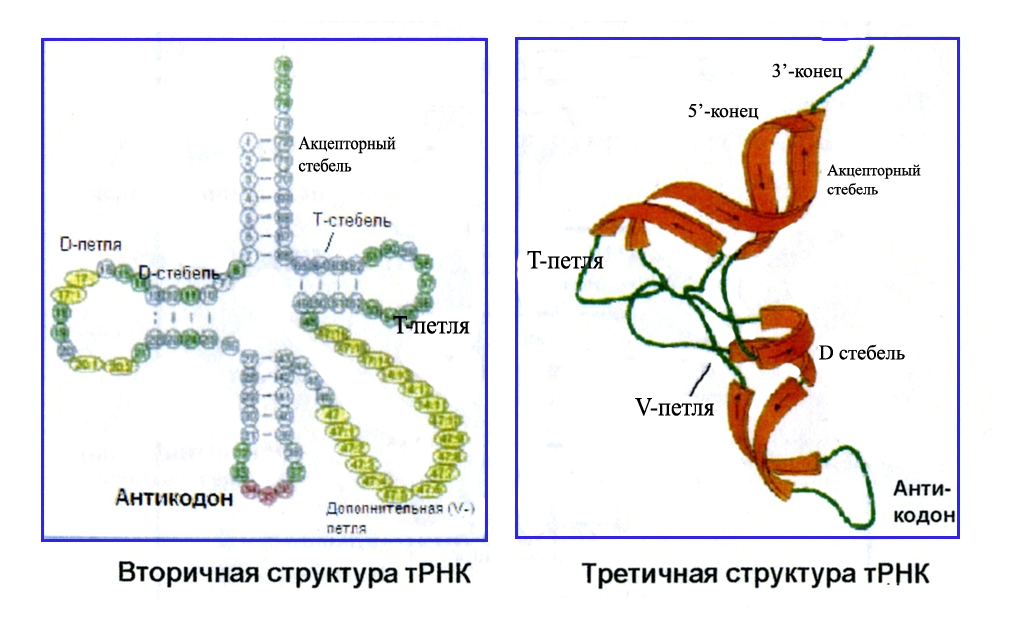 Т рнк это белок. Молекулярная организация ТРНК. Акцепторный стебель ТРНК функции. ТРНК адапторная молекула. Центральная петля ТРНК.