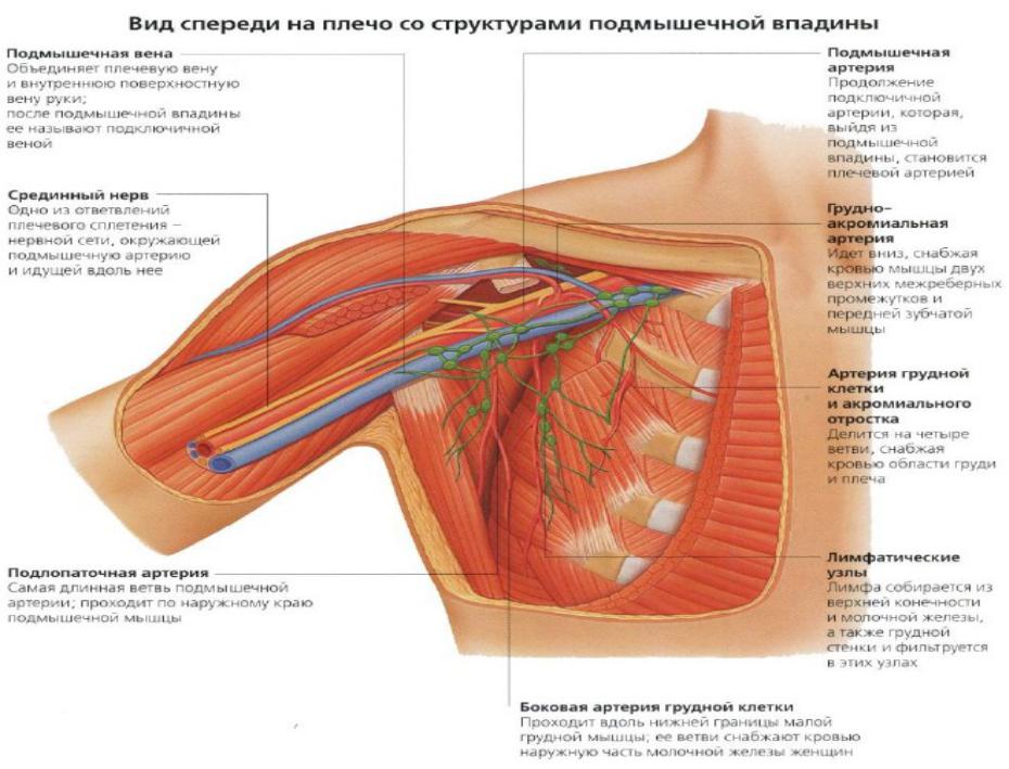 Подмышечный сосудисто нервный пучок