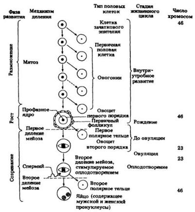 Гаметы, гаметогенез, определение пола