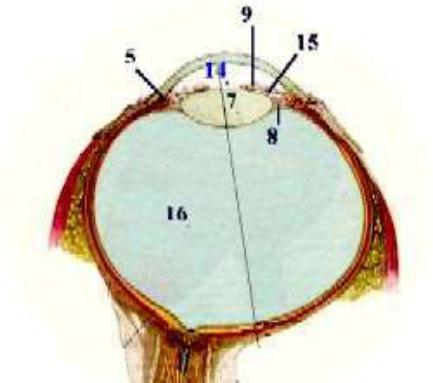 Сетчатка а в 2 3. Ядро глазного яблока. Внутреннее ядро глазного яблока. Наружное ядро глазного яблока. Орган зрения и обоняния гистология.