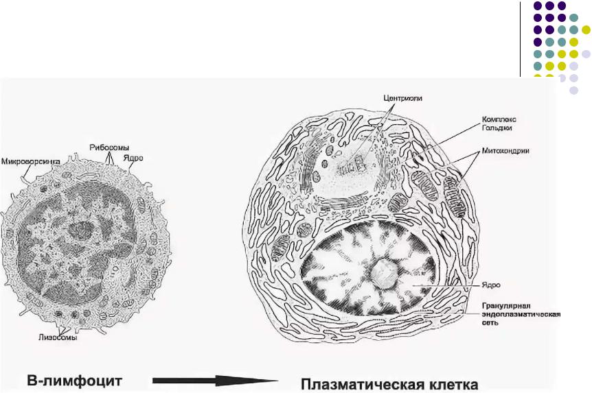 1 плазматическая клетка. Лимфоциты гистология строение. Лимфоцит Электронограмма гистология. B лимфоциты строение. Лимфоцит строение клетки.