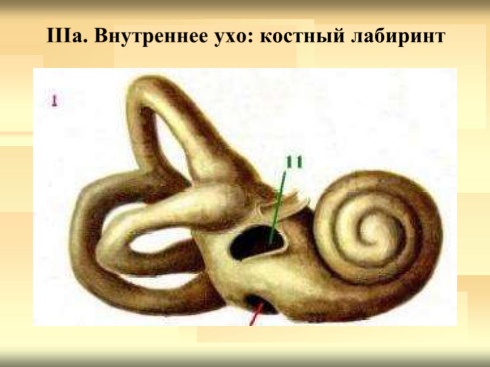 Лабиринт улитки уха. Внутреннее ухо костный Лабиринт. Костный Лабиринт органа слуха. Строение костного Лабиринта внутреннего уха. Костный Лабиринт топография.