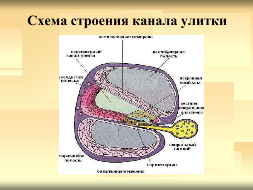 Спиральный орган в улитке рисунок. Строение улитки и спирального органа. Строение улитки и спирального органа рисунок 86. Спиральный орган схема.