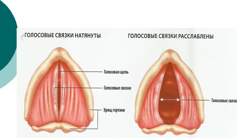 Оториноларингология: Руководство. Том 2