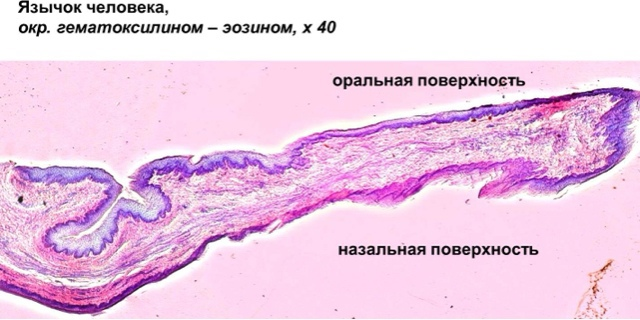 Губа гистология рисунок