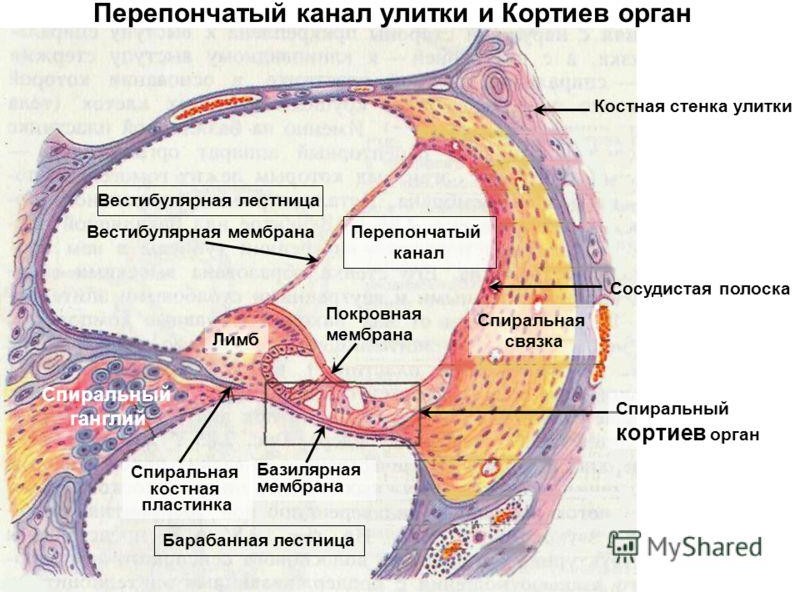 Стенки улиткового хода