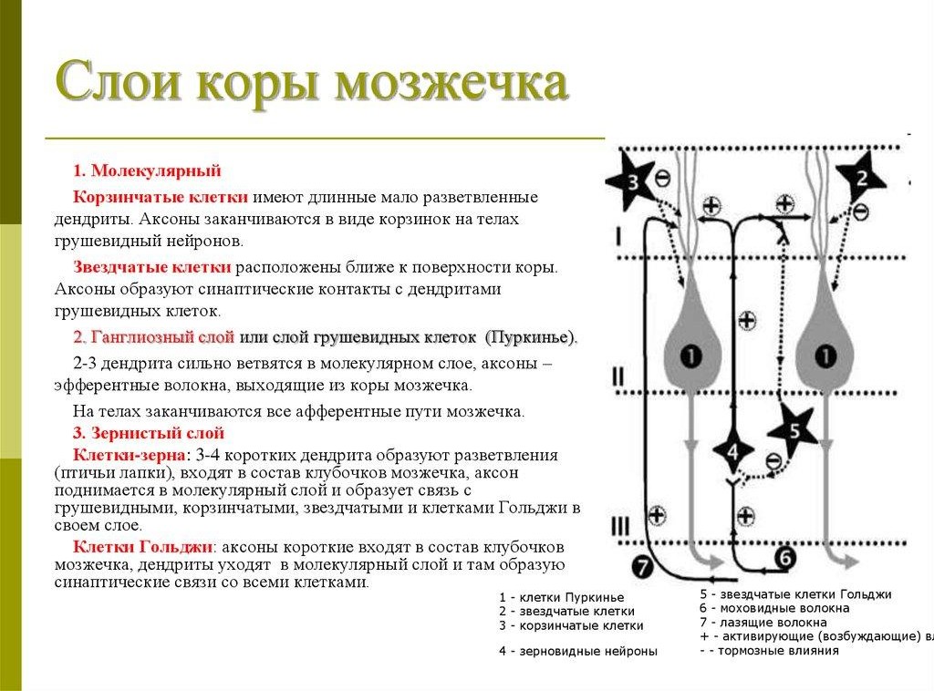 Мозжечок