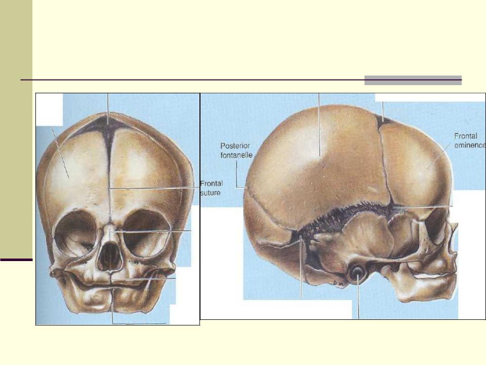Задний родничок. Передний Родничок черепа. Строение черепа младенца. Череп младенца и взрослого.