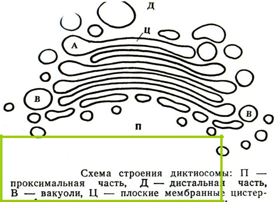 Рисунок комплекса гольджи клетки. Комплекс аппарат Гольджи. Диктиосомы комплекса Гольджи. Аппарат Гольджи гистология препарат. Комплекс Гольджи процесс ОГЭ.