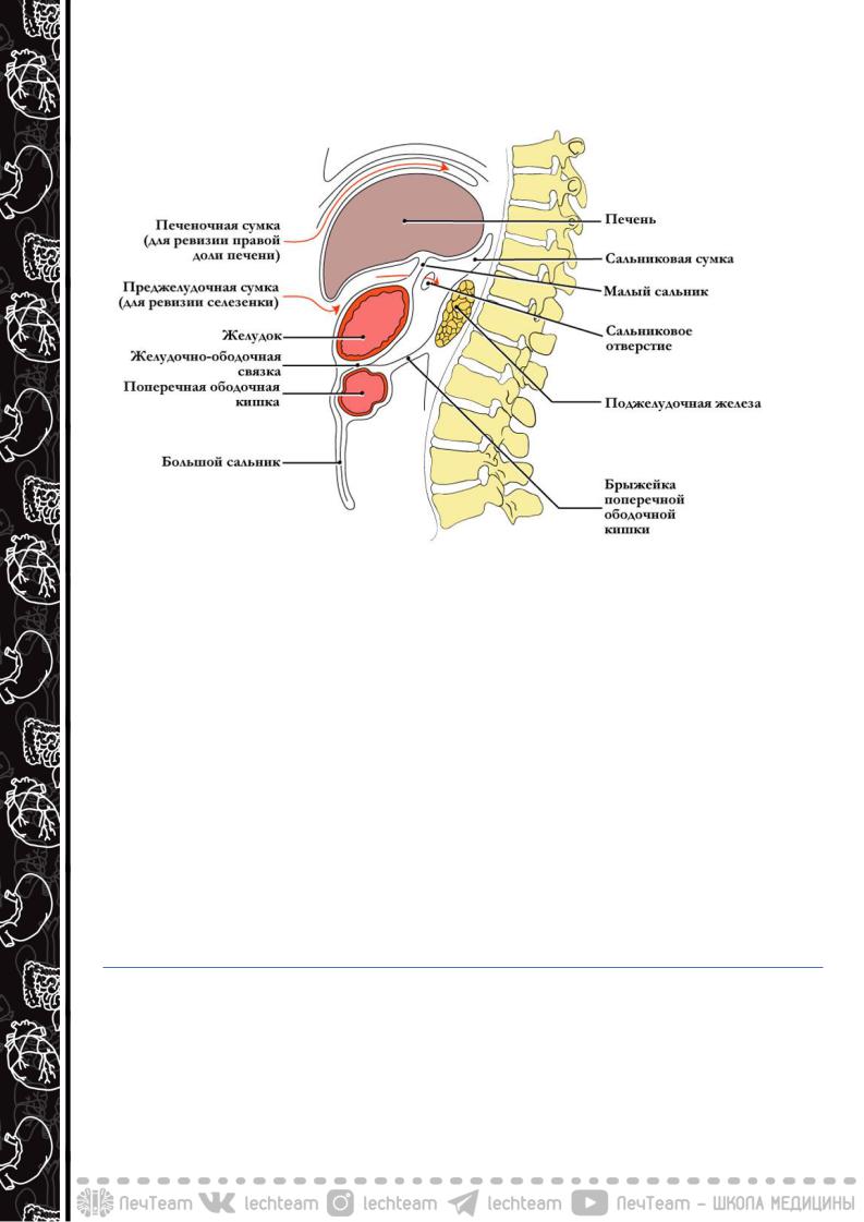 Печеночная сумка топографическая анатомия. Сальниковая сумка границы. Преджелудочная сумка топографическая анатомия. Сальниковая сумка анатомия. Подпеченочная сумка.