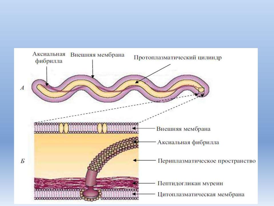 Аксиальная стенка