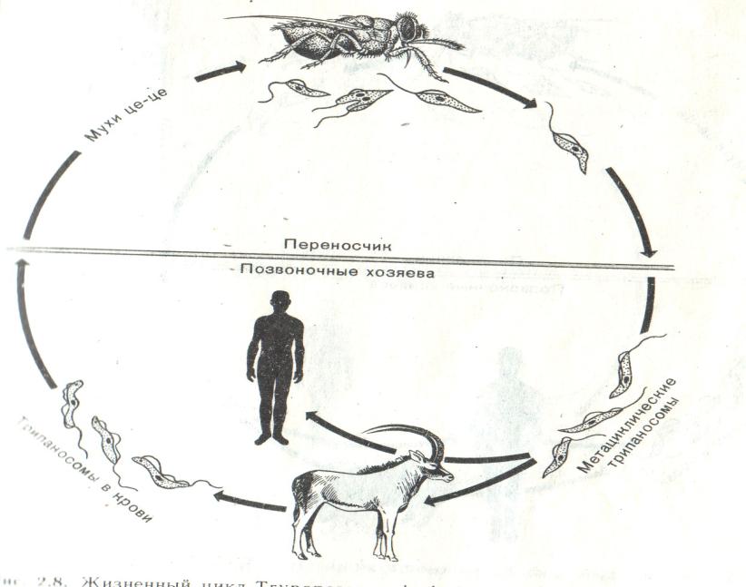 6 циклов развития. Жизненный цикл rhodesiense. Trypanosoma rhodesiense жизненный цикл. Сонная болезнь схема жизненного цикла. Жизненный цикл т. gambiense т.rhodesiense.