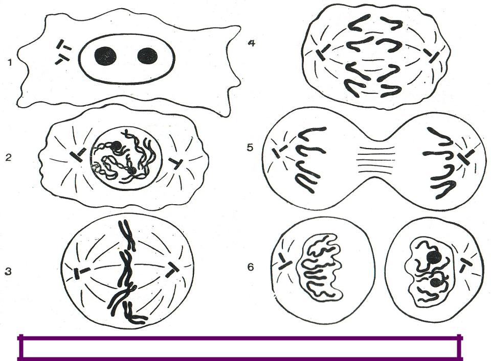 Митоз подробная схема