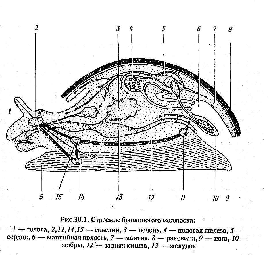 Тело моллюска имеет мантию