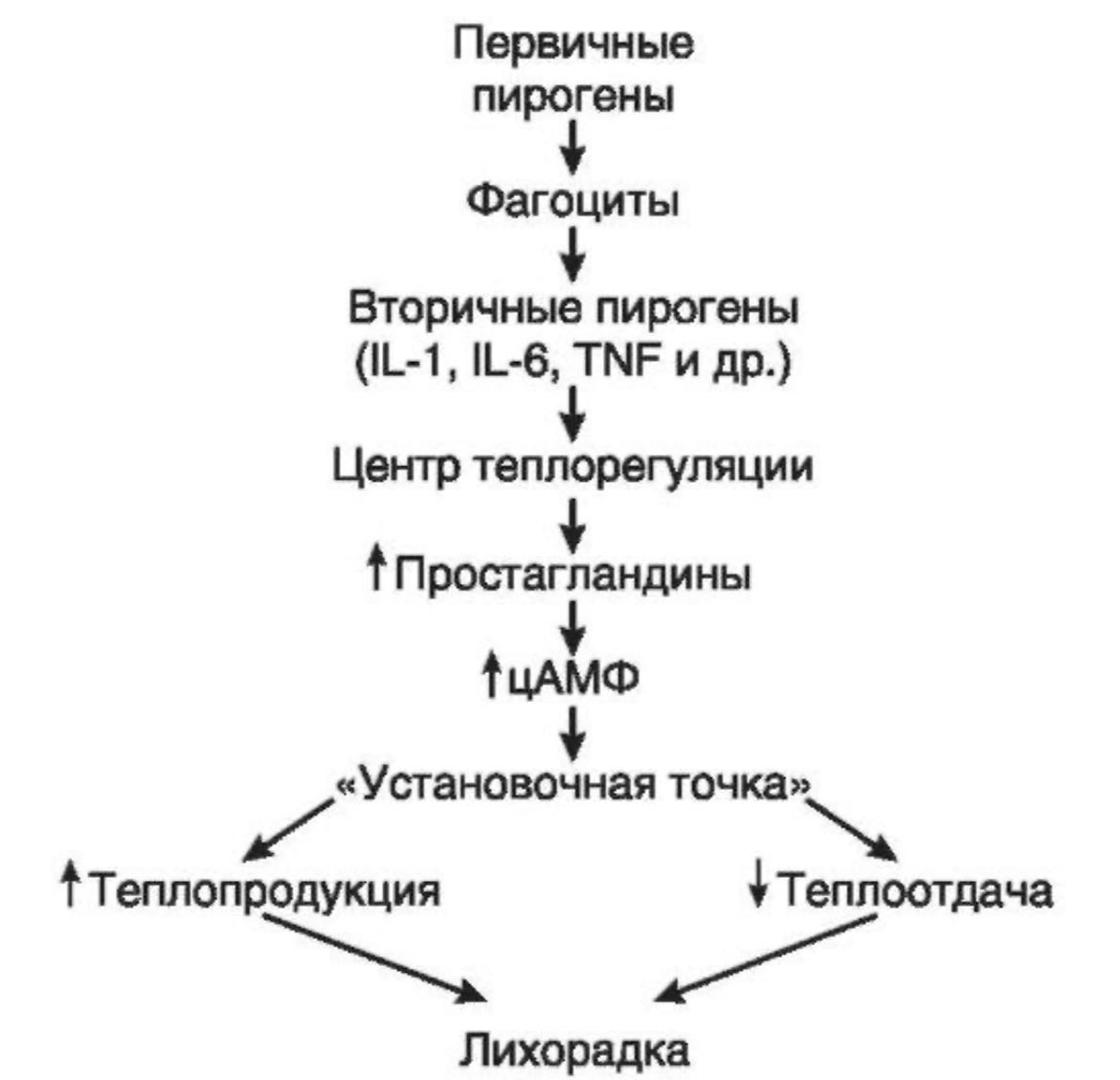 Лихорадка. Патофизиология периферического кровообращения и микроциркуляции.  Лихорадка.