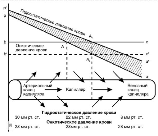 Величина онкотического давления. Онкотическое давление крови схема. Гидростатическое и онкотическое давление. Гидростатическое давление и онкотическое давление. Онкотическое давление тканевой жидкости.