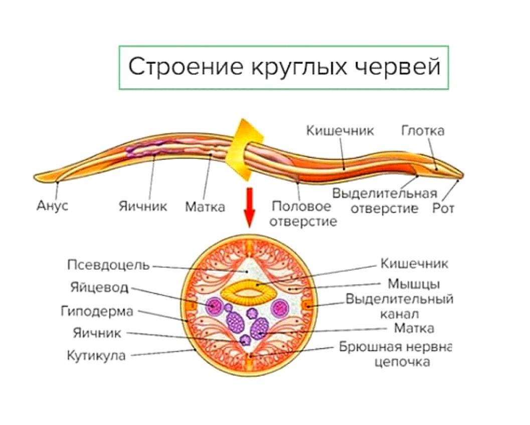 Мускульный мешок круглых червей