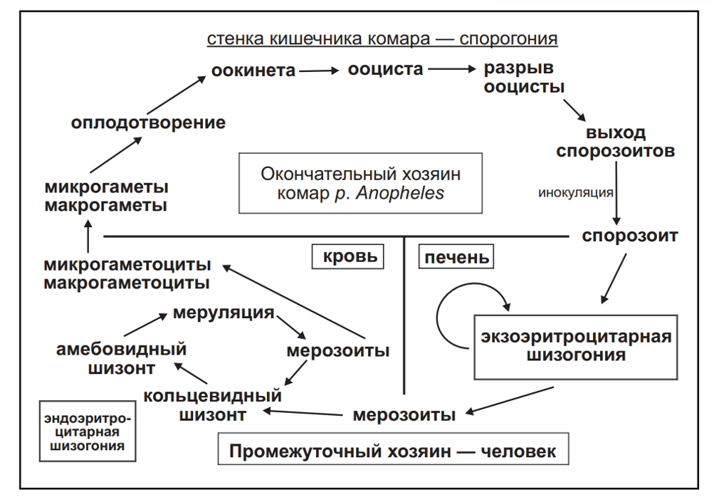 Инвазивная форма малярийного плазмодия