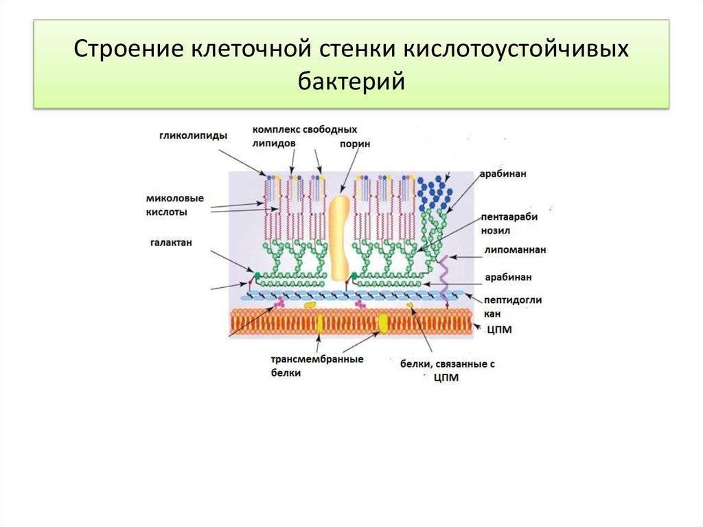 Строение микобактерии туберкулеза схема