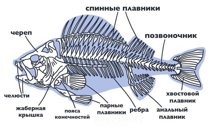 Внешнее строение рыбы и земноводных. Скелет рыбы строение. Внутреннее строение рыбы скелет. Строение позвоночных рыб. Строение позвоночника рыбы.