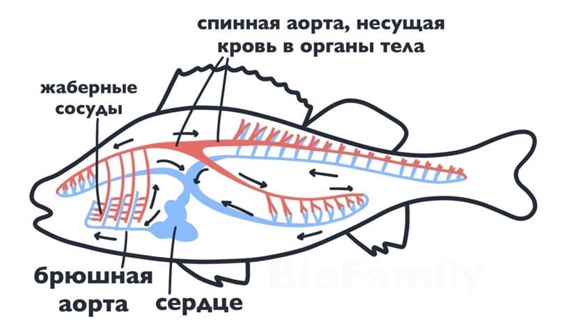 У рыб 1 круг кровообращения. Кровеносная система рыб 7 класс биология. Кровеносная система рыб схема. Кровеносная система рыб схема с подписями. Кровеносная система рыб схема 7 класс биология.