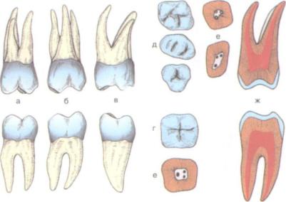 Коренные зубы вторым. Второй верхний большой коренной зуб. Задний большой коренной зуб.