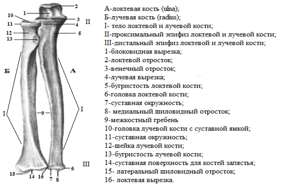 Кости предплечья соединение. Содержит гороховидную кость. Полость гороховидно трехгранного сустава.