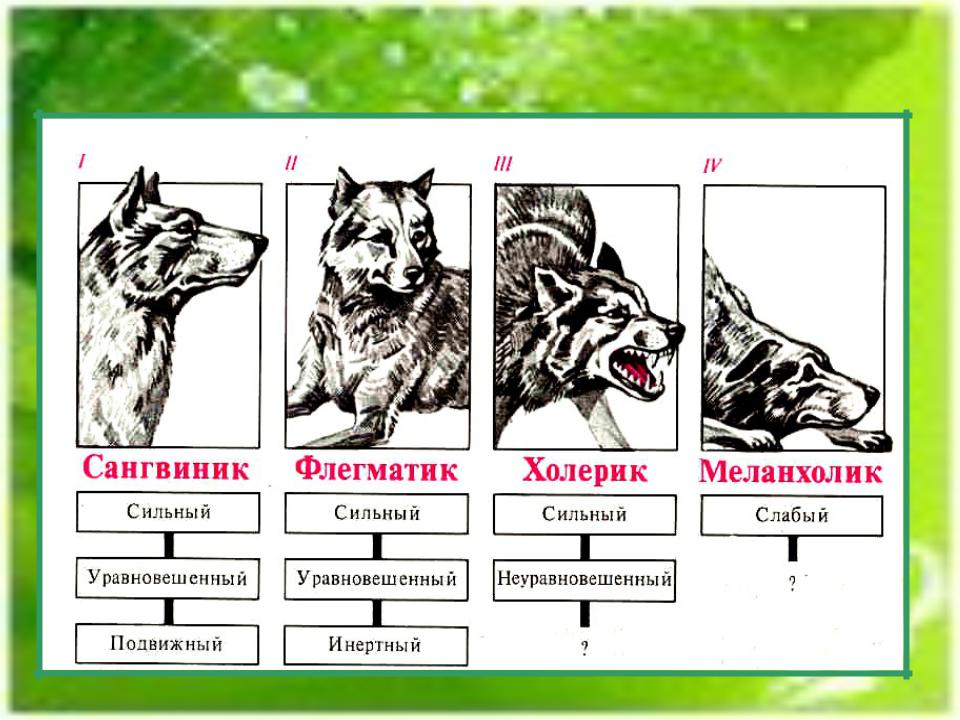 Огэ биология собака. Типы высшей нервной деятельности человека по и.п.Павлову. Тип ВНД сангвиник у собак. Темперамент собак. Типы высшей нервной деятельности у собак.