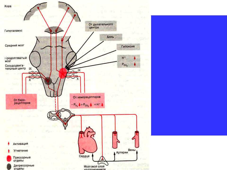 Сосудистый центр продолговатого мозга. Сосудодвигательный и дыхательный центры продолговатого мозга. Депрессорный отдел сосудодвигательного центра продолговатого мозга. Вазомоторный центр продолговатого мозга. Сосудодвигательный центр продолговатого мозга схема.