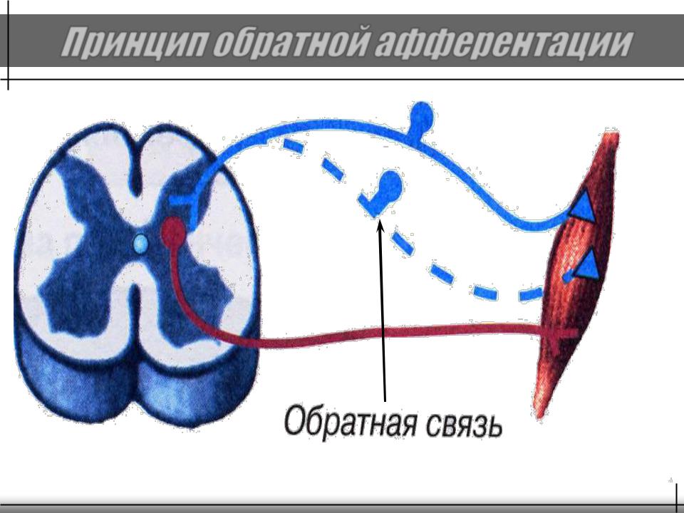 Принцип обратной связи. Принцип обратной связи физиология. Принцип обратной афферентации. Обратная афферентация физиология.