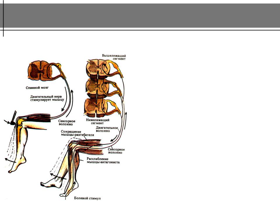 5 спинномозговых рефлексов. Проводниковая функция спинного мозга. Проводниковая функция спинного мозга схема. Проводниковая функция спинного мозга обусловлена. Рефлекторная и проводниковая функции спинного мозга.