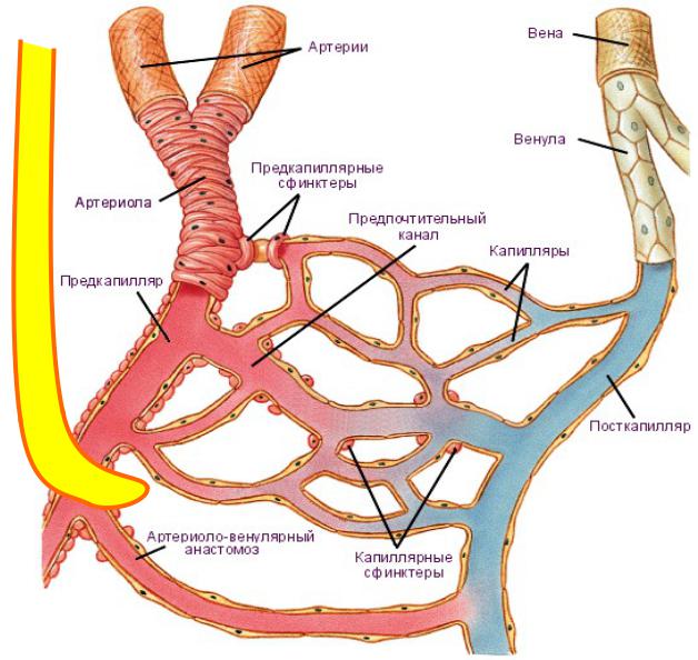 Артерии и вены тест