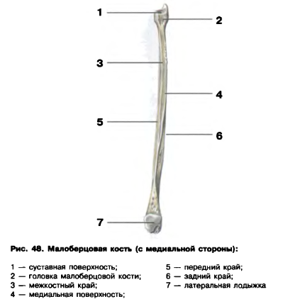 Скелет нижних конечностей