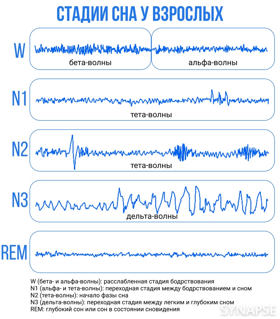 3 фазы сна